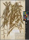 Foto von Salix alba subsp. vitellina (L.) Arcang. x Salix babylonica L.